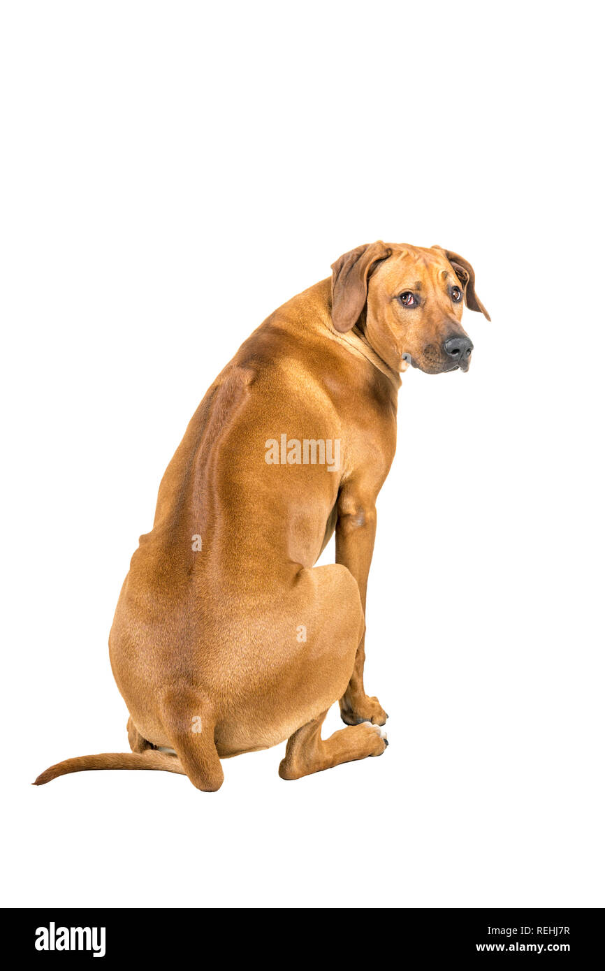Ritratto di un Ridgeback rhodesiano cane isolato su uno sfondo bianco seduta che mostra la sua schiena guardando la telecamera Foto Stock