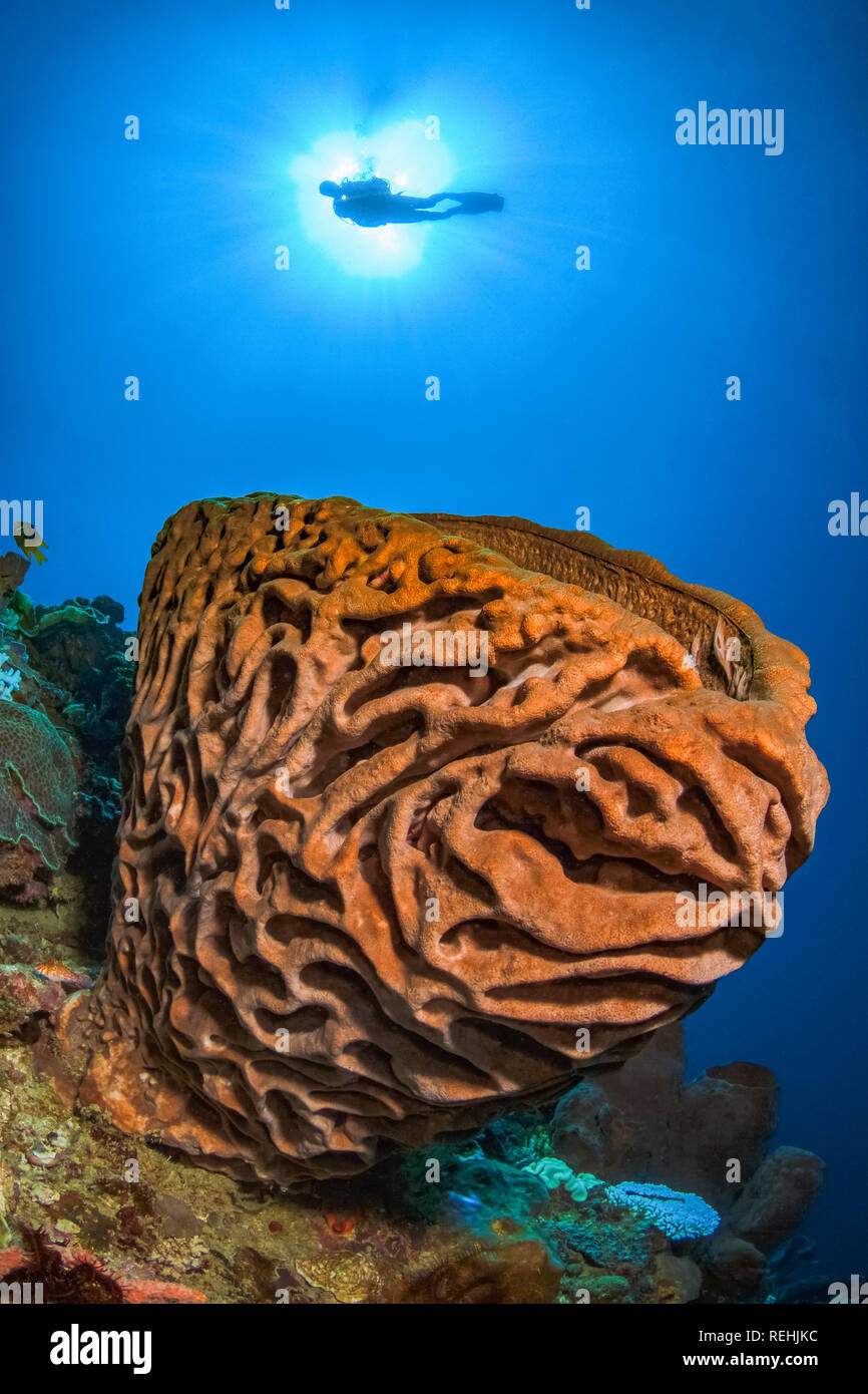 Salvador Dali, spugna Petrosia lignosa, specie endemiche, Gorontalo, Sulawesi centrali, Golfo di Tomini, Indo-pacifico, Indonesia Foto Stock