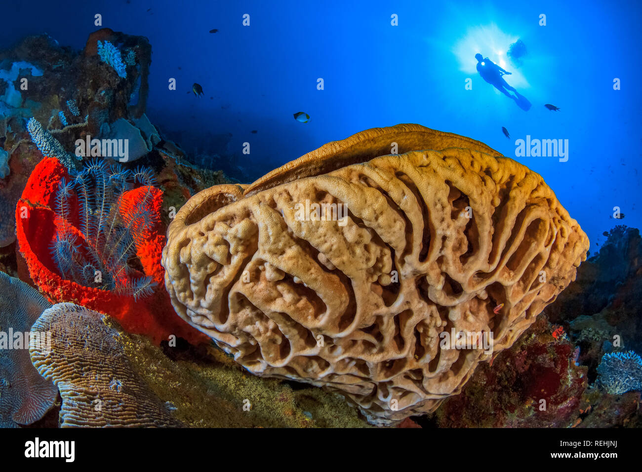 Salvador Dali, spugna Petrosia lignosa, endemica, Gorontalo, Sulawesi, Golfo di Tomini, Indo-pacifico, Indonesia, specie endemiche Foto Stock