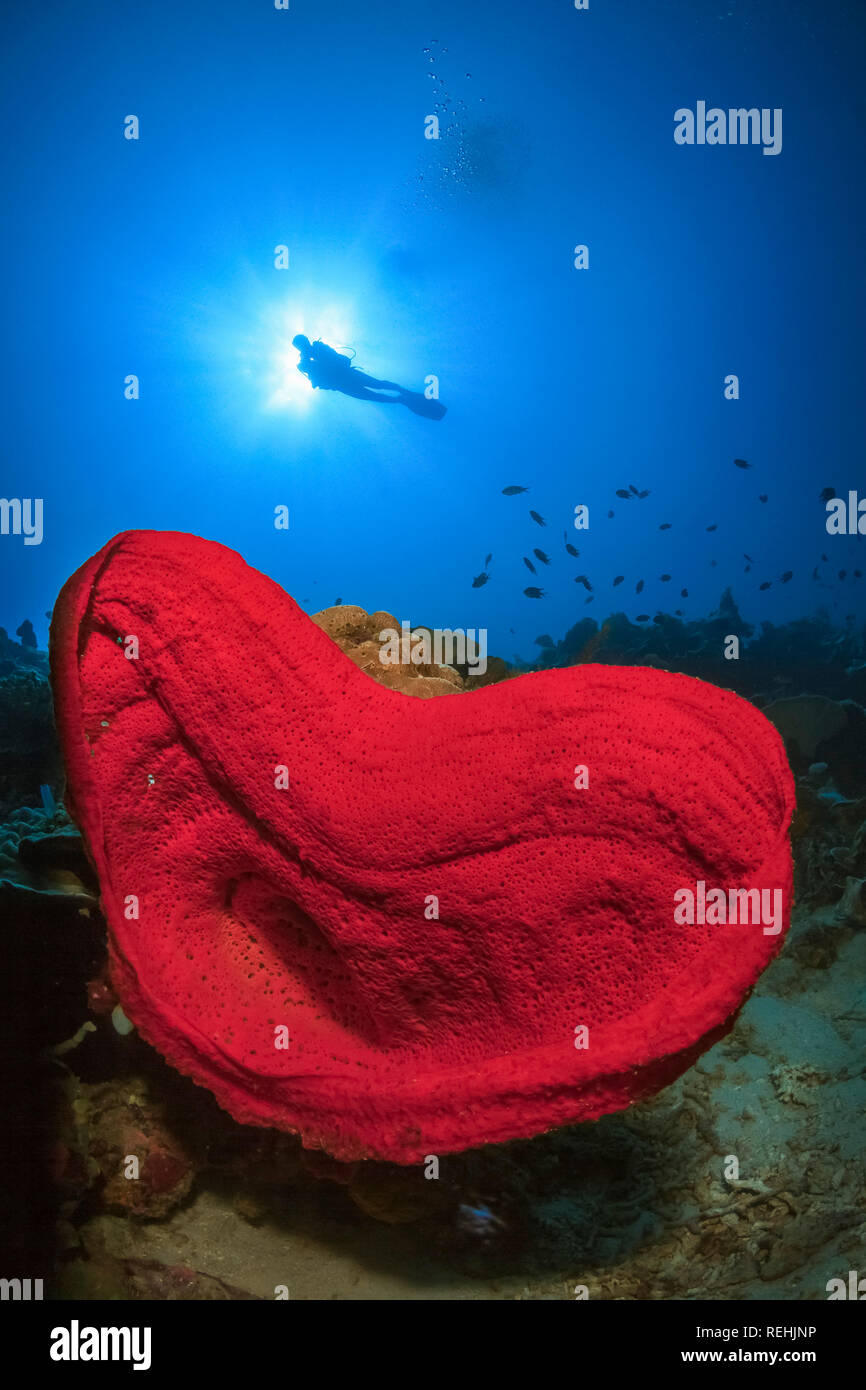 Salvador Dali, spugna Petrosia lignosa, specie endemiche, Gorontalo, Sulawesi centrali, Golfo di Tomini, Indo-pacifico, Indonesia Foto Stock