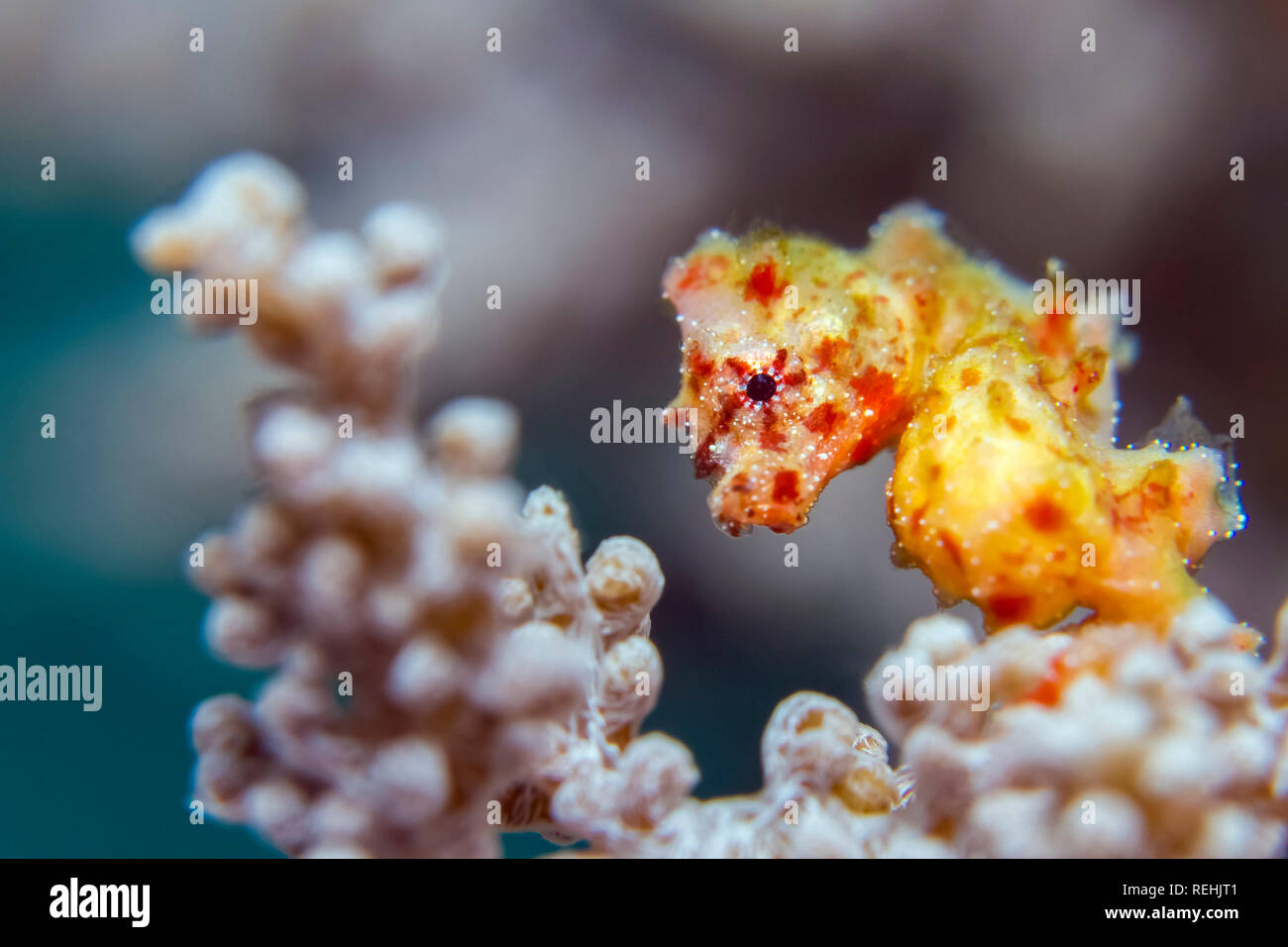 Walea cavalluccio marino pigmeo, Hippocampus waleananus, specie endemiche, Kadhidiri, Isole Togean, Golfo di Tomini, Sulawesi, Indonesia Foto Stock