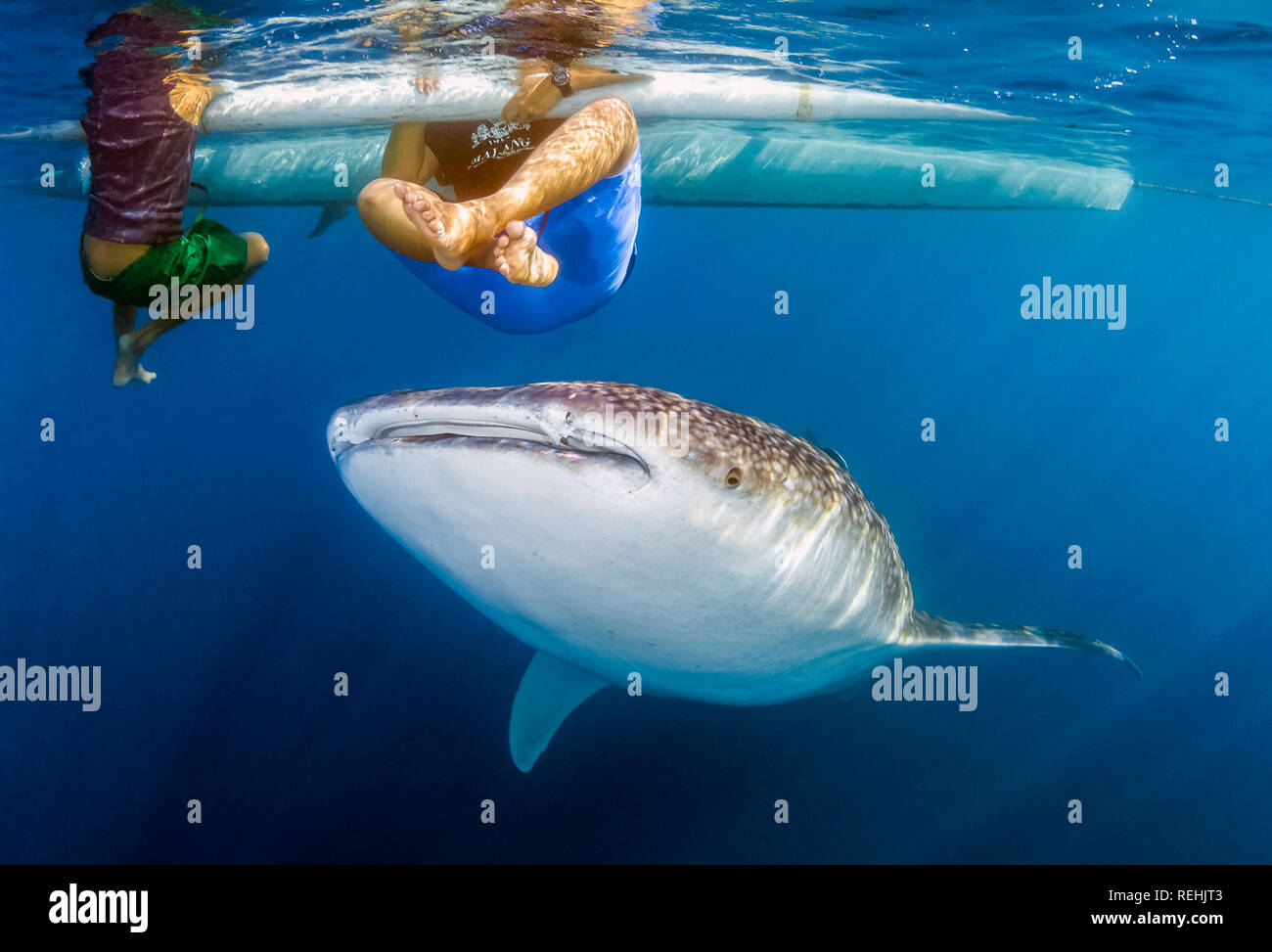 Squalo Balena; Rhincodon typus, con bambini; Gorontalo; Sulawesi; Golfo di Tomini; Indo-pacifico; Indonesia Foto Stock