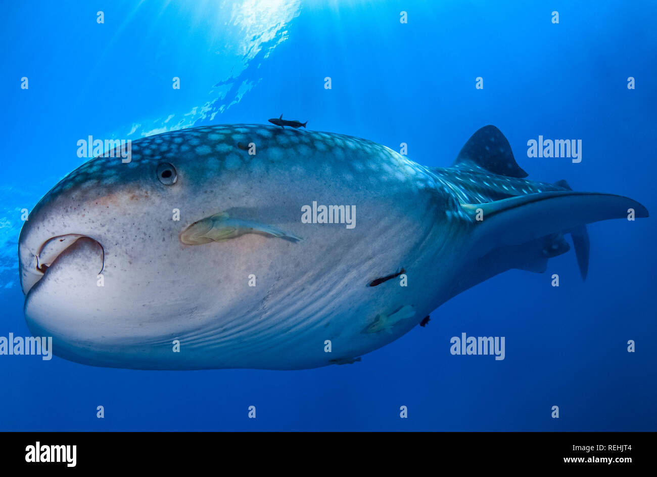 Squalo Balena, Rhincodon typus, closeup, Gorontalo, Sulawesi centrali, Indonesia, Golfo di Tomini, Oceano Indiano Foto Stock