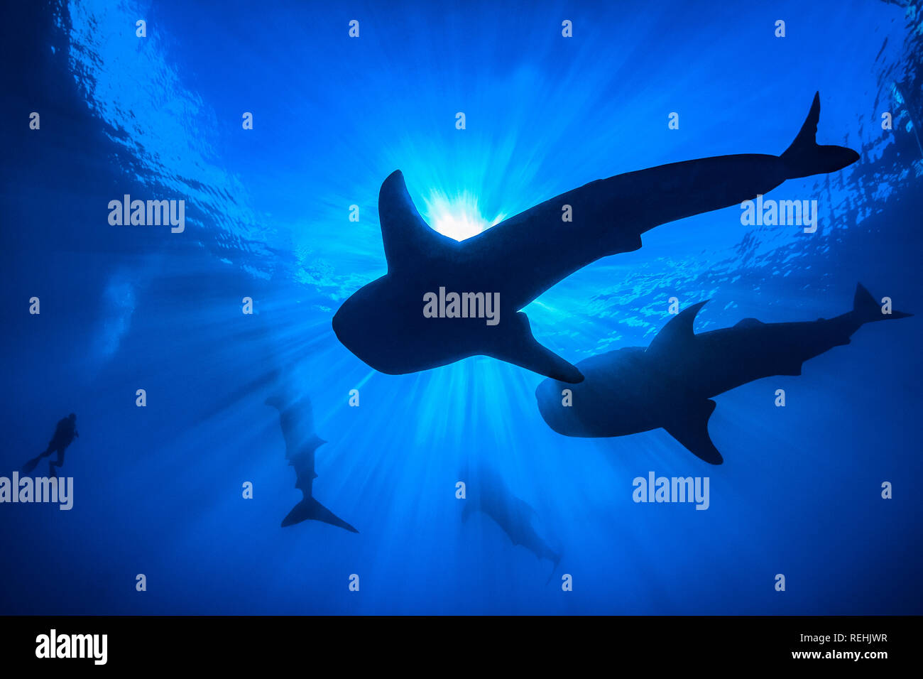 Squalo Balena, Rhincodon typus, con subacqueo, Gorontalo, Sulawesi, Golfo di Tomini, Indo-pacifico, Indonesia Foto Stock