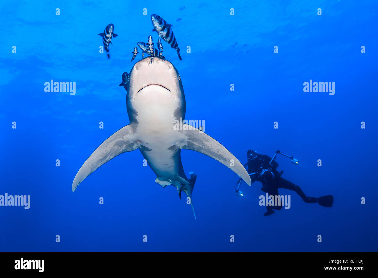 Whitetip Óceanic shark Carcharhinus longimanus, ,vulnerabile specie in via di estinzione, Weisspitzenhochsee Hai, pesci pilota Naucrates (induttore), subacqueo, underwa Foto Stock