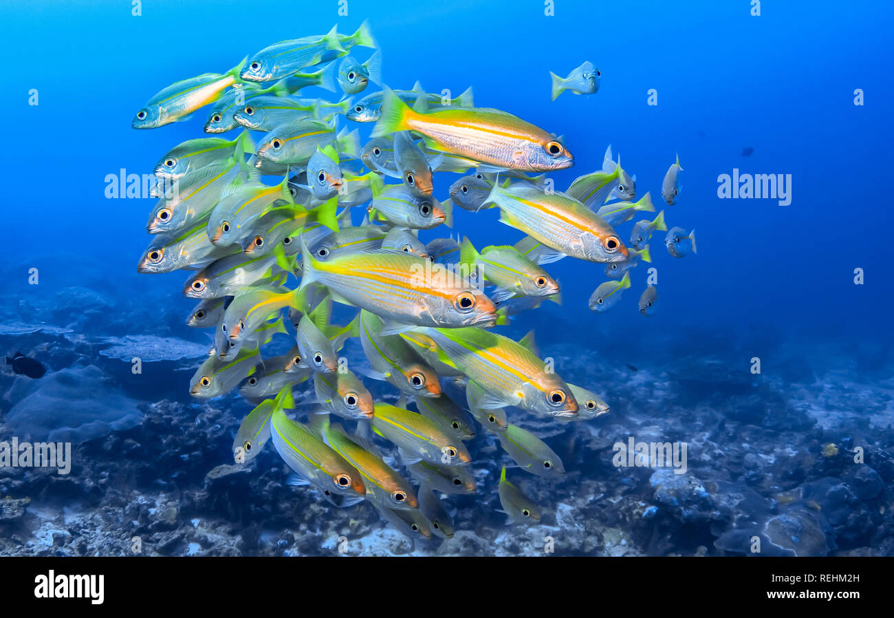 Sciame di Goldband fusiliers, Pterocaesio chrysozona, Koh Bon parete, Mu Ko Similan Parco Nazionale, sul Mare delle Andamane, Oceano indiano, Isole Similan,Sud Est Foto Stock