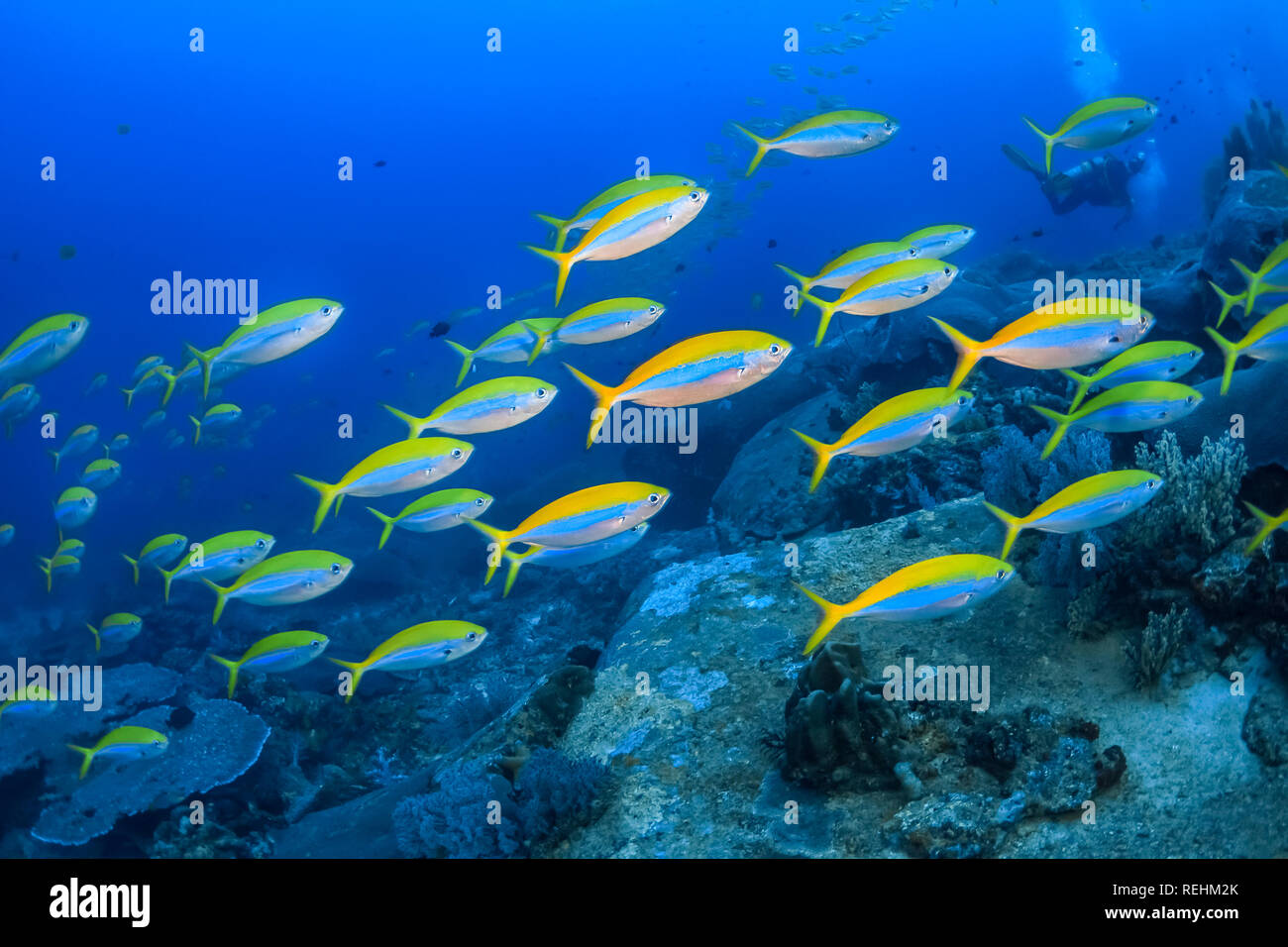 Fusilier Yellowback, Caesio teres, Koh Tachai, Isole Similan, Mu Ko Similan Parco Nazionale, sul Mare delle Andamane, Oceano Indiano, Thailandia Foto Stock