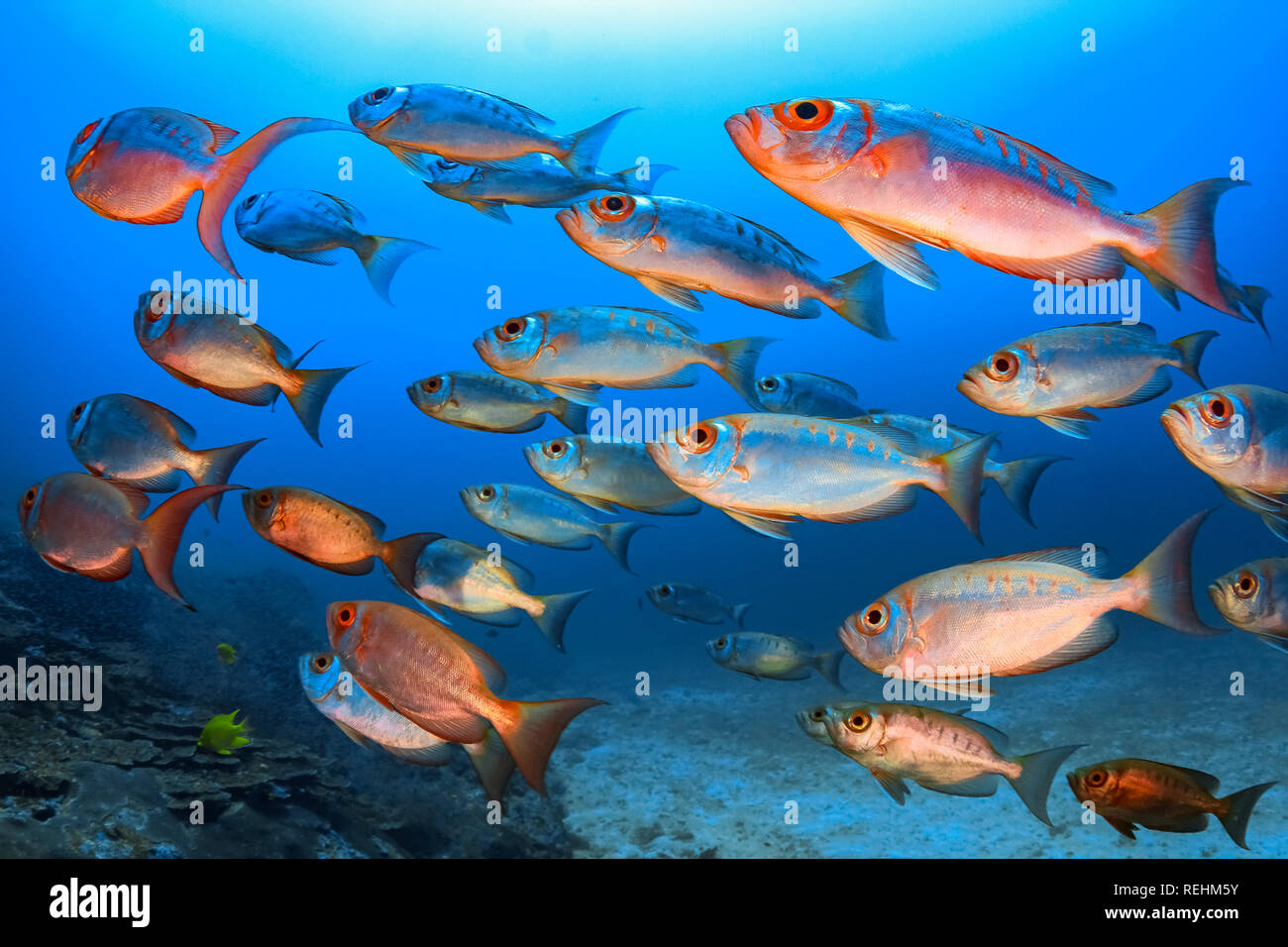 Big-eye Goggle-soldato occhio di pesce, Priacanthus hamrur, Koh Bon, Isole Similan, Mu Ko Similan Parco Nazionale, sul Mare delle Andamane, Oceano Indiano, Thailandia Foto Stock