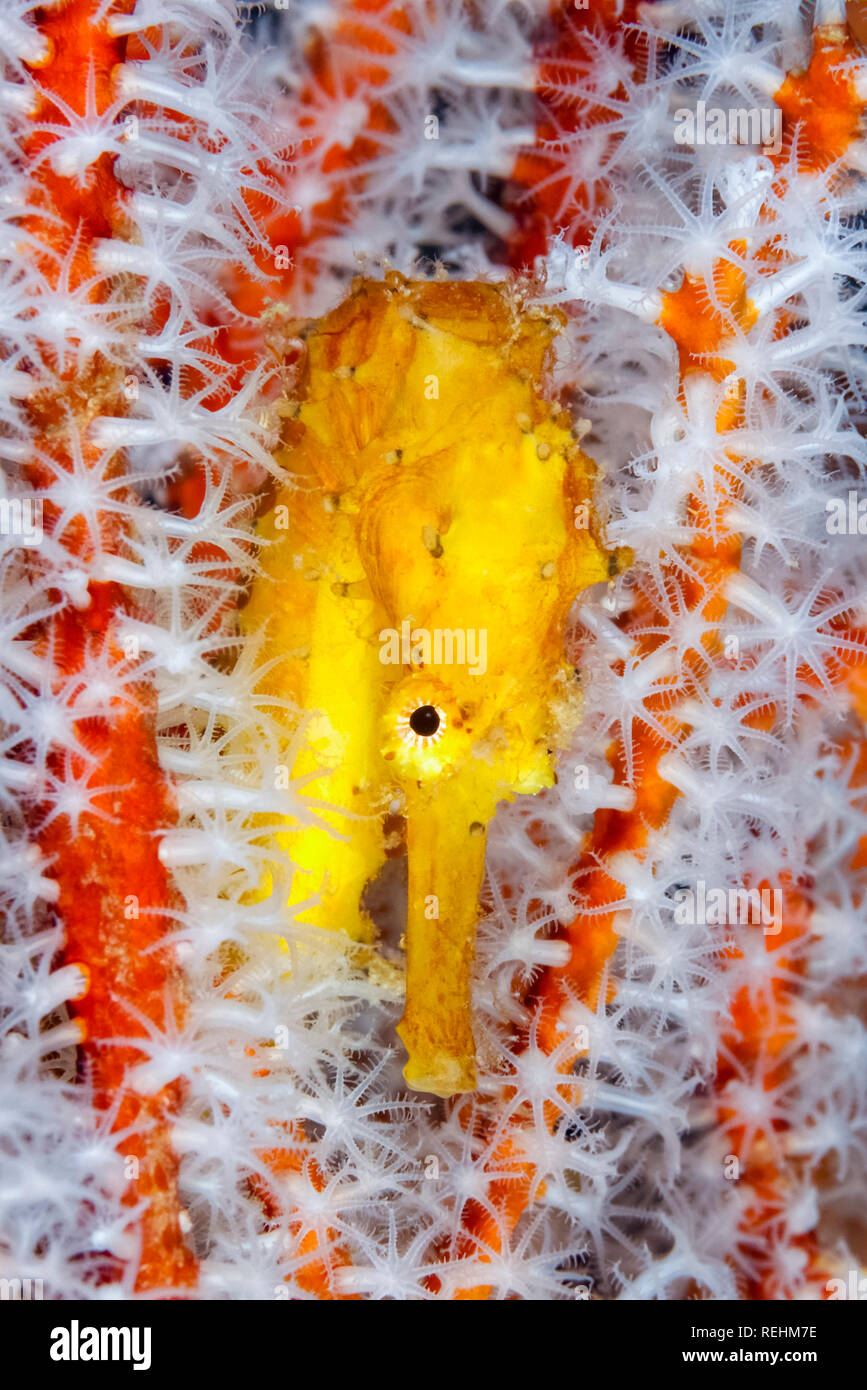Close up di un giallo cavalluccio marino comune, Hippocampus Taeniopterus, Richilieu Rock, Mu Ko Similan parco nazionale, le Isole Similan, Thailandia, sul Mare delle Andamane, ho Foto Stock