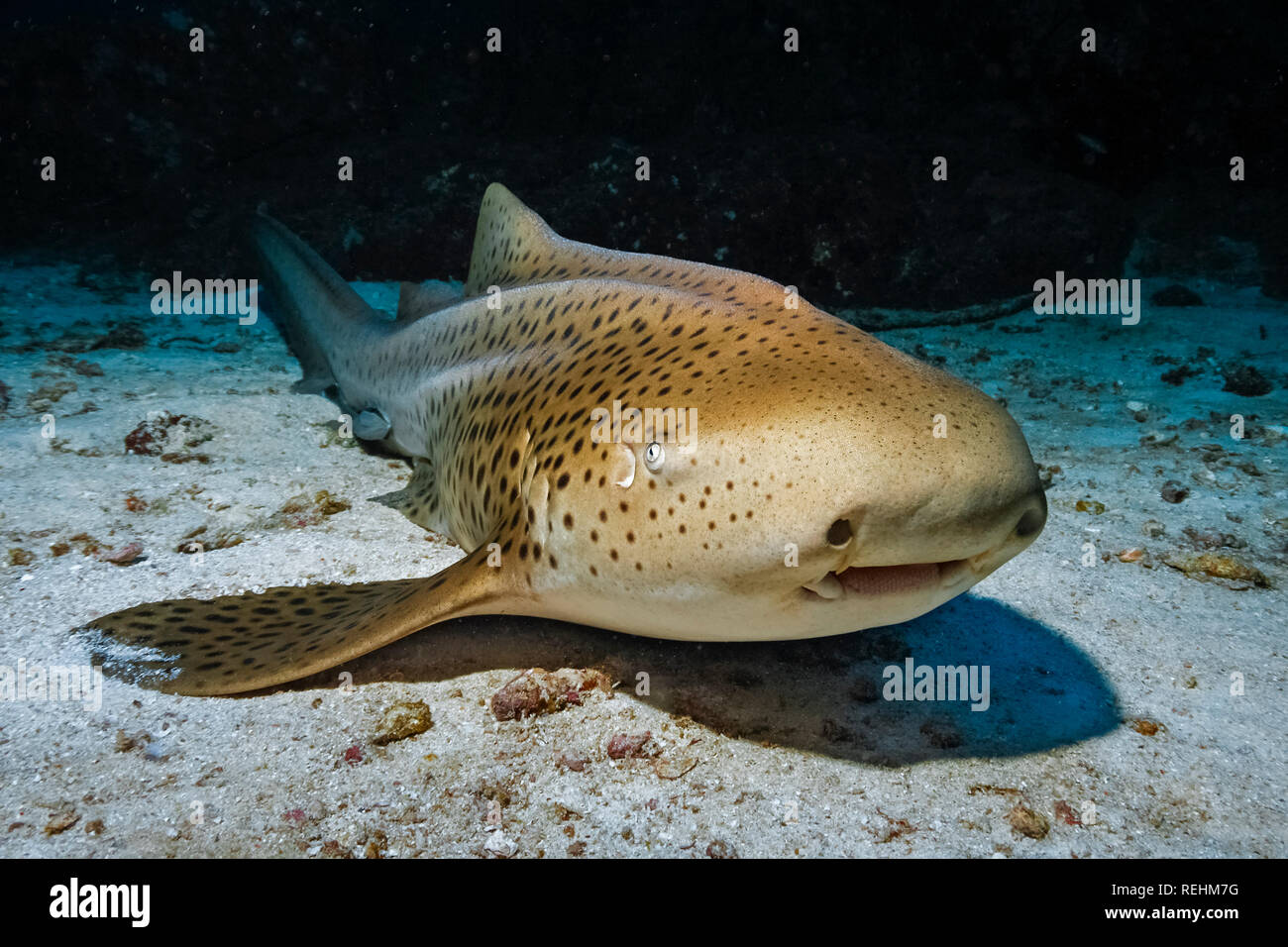 Zebra shark, Stegostoma fasciatum, Ko Tachai, Mu Ko Similan parco nazionale, le Isole Similan, Thailandia, sul Mare delle Andamane, Oceano Indiano Foto Stock