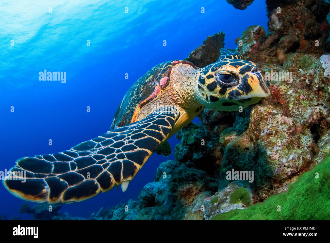 Hawksbill tartarughe marine, Eretmochelys imbricata, specie in via di estinzione, Mu Ko Similan Parco Nazionale, Anita's Reef, Thailandia, Oceano Indiano, il Mare delle Andamane Foto Stock