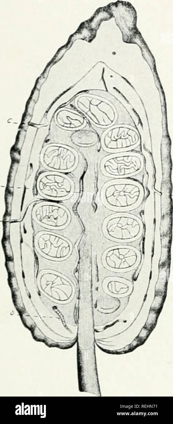 . Il dott. K.W. van Gorkom's Oost-Indische culture. Opnieuw uitg. onder redactie van H.C. Prinsen Geerligs. [Porta J.P. van der Stock et al.]. Agricoltura; Agricoltura; piantagioni. Cacao.. r" y &amp;7aE-"!^&GT; De rupsen kiezen als plaats voor hunne verpopping bij voorkeur den achterkant der cacaobladeren. Zie (Fig. 213) De Jonge motrupsjes kunnen niet van de eene koli op de andere overgaan, evenmin als het waarschijnlijk wordt geacht, dat uitge pas- komen larven andere vruch- dieci kunnen essere- smetten dan die, waarop zij als eieren zijn gelegd. Heteenige directe middel om lic motten- plaag Foto Stock