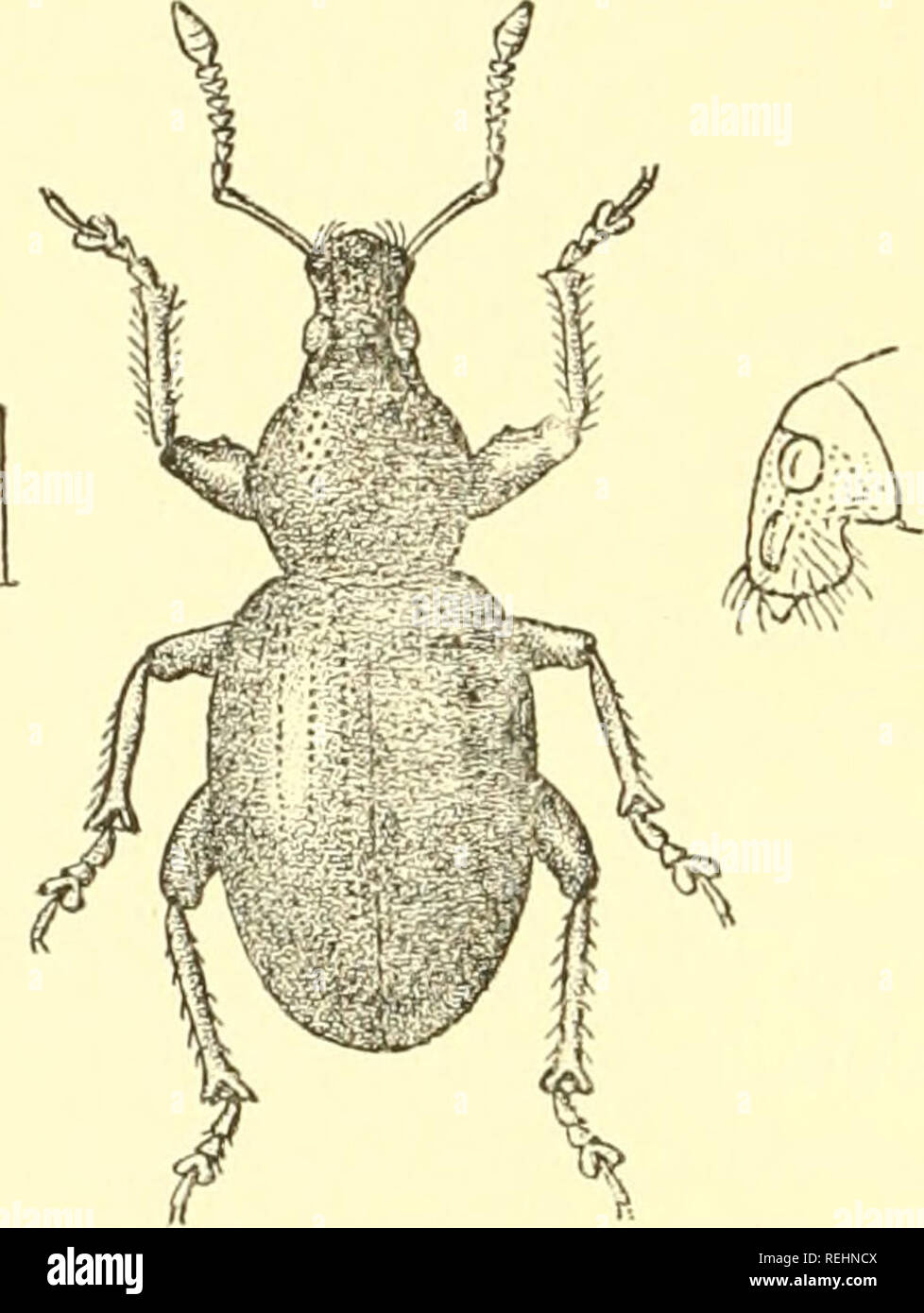 . Coleoptera. Rhynchophora:-Curculionidae,. Curculionidae. 258 CURCULIONID^. Capo Avith vertice glabrous, la fronte punctate grossolanamente e con una bassa fovea centrale. Eostrum leggermente più ampio rispetto a lungo i lati divergenti quasi da tbe base, la gense ampiamente e severa prominente la superficie superiore leggermente convessa, grossolanamente punctate in w rinkles e senza alcun carina-. Antennce ferru- ginous ; il funiele con giunti 6 e 7 fortemente trasversale. Protliorax tanto lungo quanto largo, lati fortemente arrotondati, più ampia al centro la superficie superiore liscia, lucida e Avitli sparsi in linea Foto Stock
