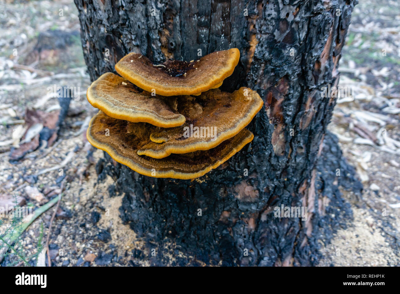 Bosco autunnale di funghi su un ceppo di albero nella foresta maple Foto Stock