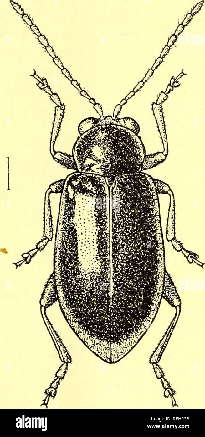 . Coleoptera. Chrysomelidae. Chrysomelidae; coleotteri. BALTIC 423 posto fora ou il elytra e il più luminoso di colore blu in birmanensis, come caratteri su cui basare una nuova specie. In vista dell'ampia distribuzione di H. cyanea e le osservazioni di cui sopra, si è probabilmente più vicino alla verità a proposito birmanensis come una varietà di H. cyanea. 346. Haltica coerulea, Olivier. Galeruca cairulea, 01., Encyl. Met. vi, 1791, p. 590; id., Entomo- logie, vi, p. 640, pi. Io, tig. 5, a-b. Corpo oblungo, alquanto ristretto di dietro. Colore blu sopra? Nero sul lato inferiore; antenna? E zampe nere. Testa con ver Foto Stock