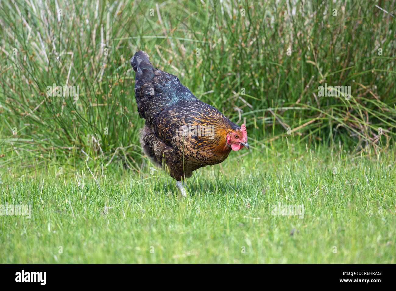 Galli e galline (Gallus gallus), un uovo che posa ibrido. Qui una vita libera-compresa la vita, rovistando tra il verde di prati pascolo. ​ Foto Stock