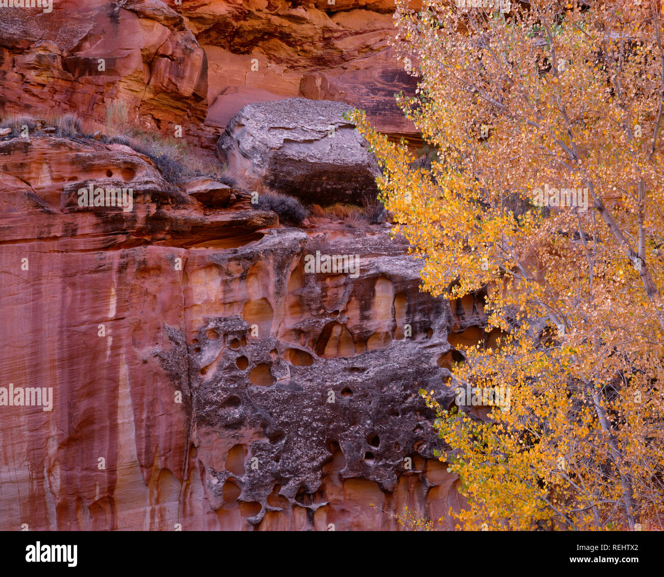 Stati Uniti d'America, Utah, parco nazionale di Capitol Reef, Colore di autunno Fremont pioppi neri americani e colorato, arenaria erosa; vicino a Fremont River. Foto Stock