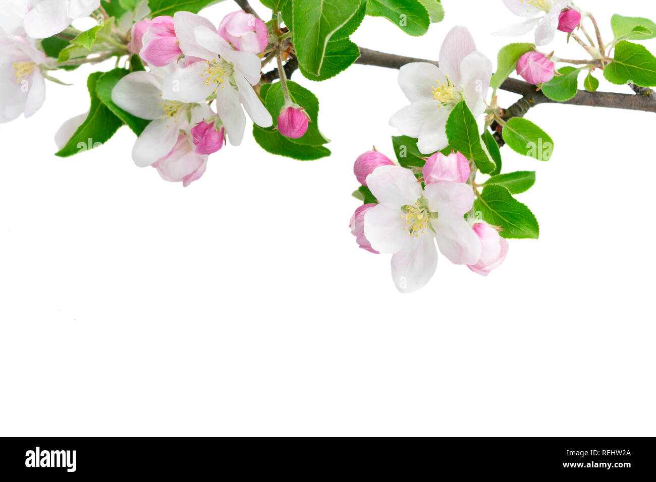 Molla albero di fiori Foto Stock