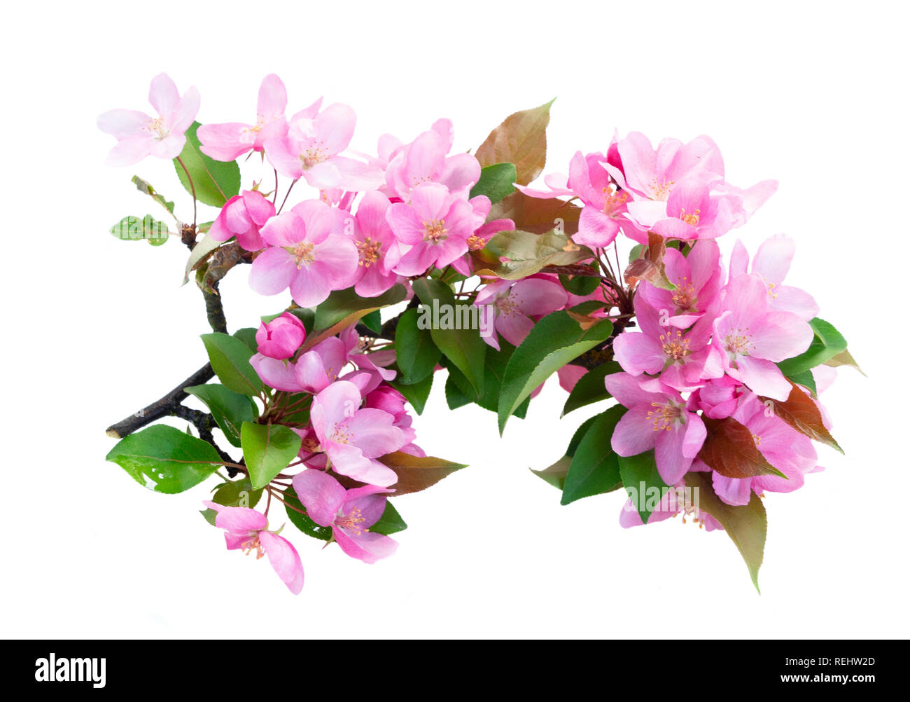 Molla albero di fiori Foto Stock