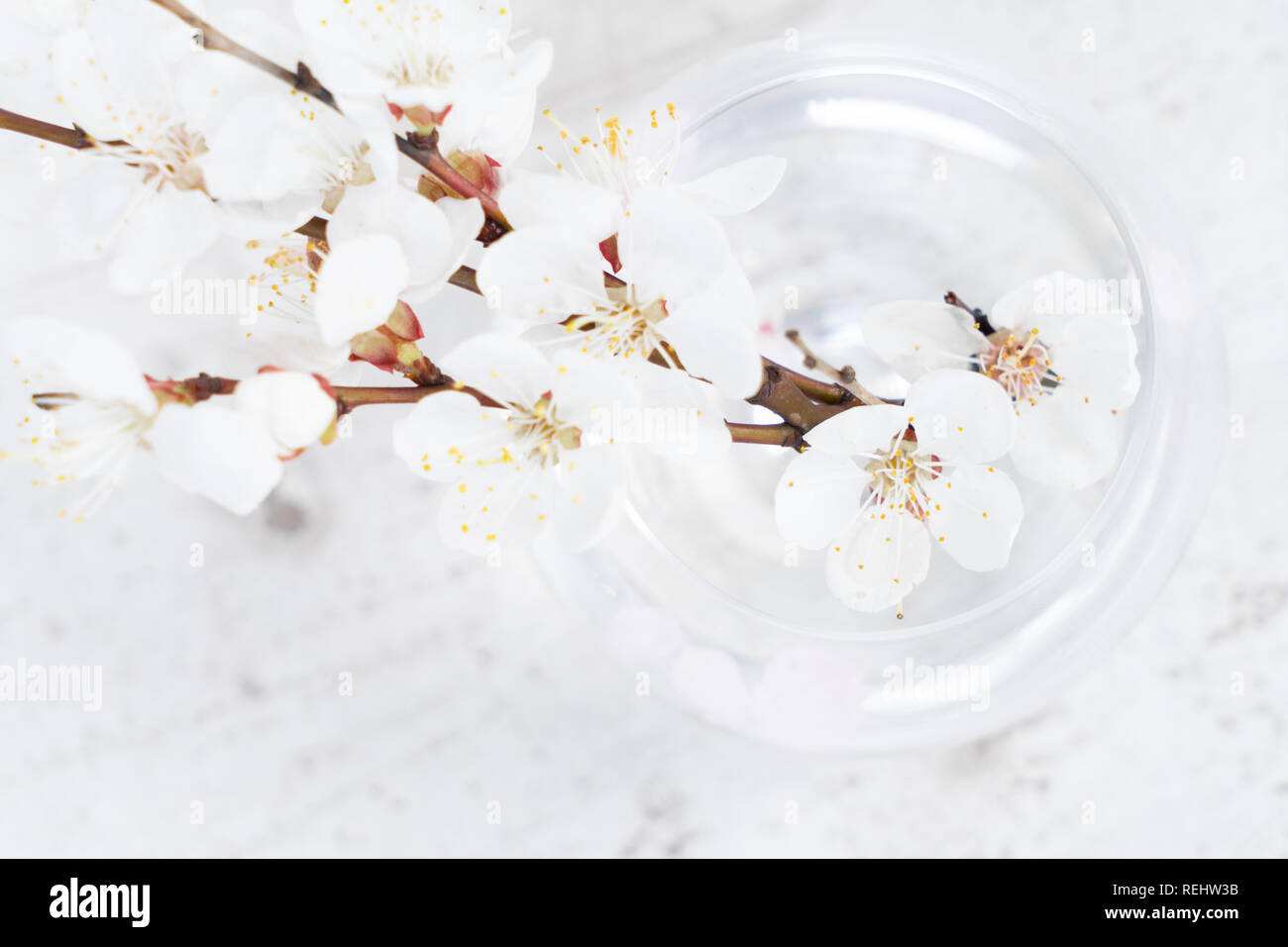 Molla albero di fiori Foto Stock