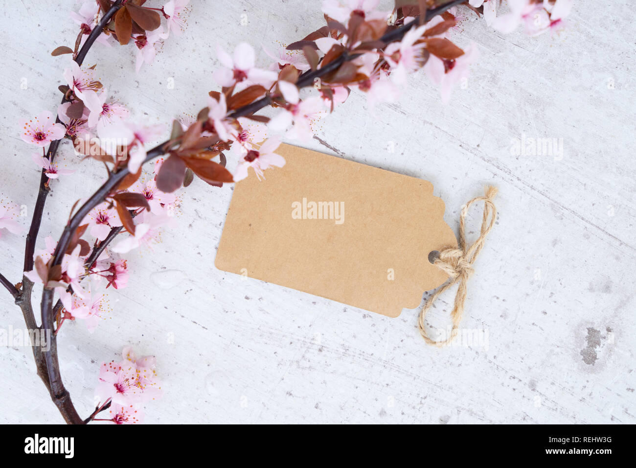 Molla albero di fiori Foto Stock