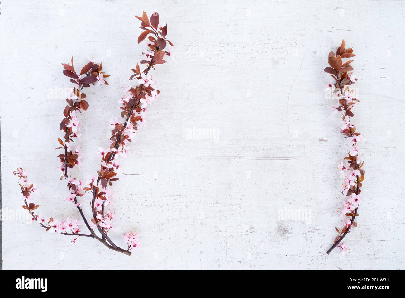 Molla albero di fiori Foto Stock