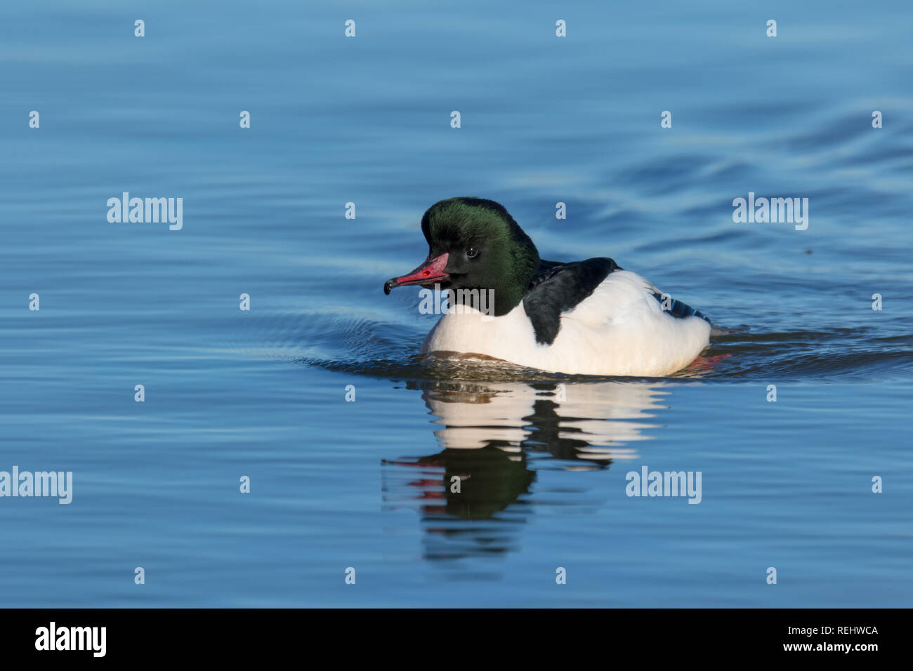 Elegante e bella merganser maschio in inverno Foto Stock
