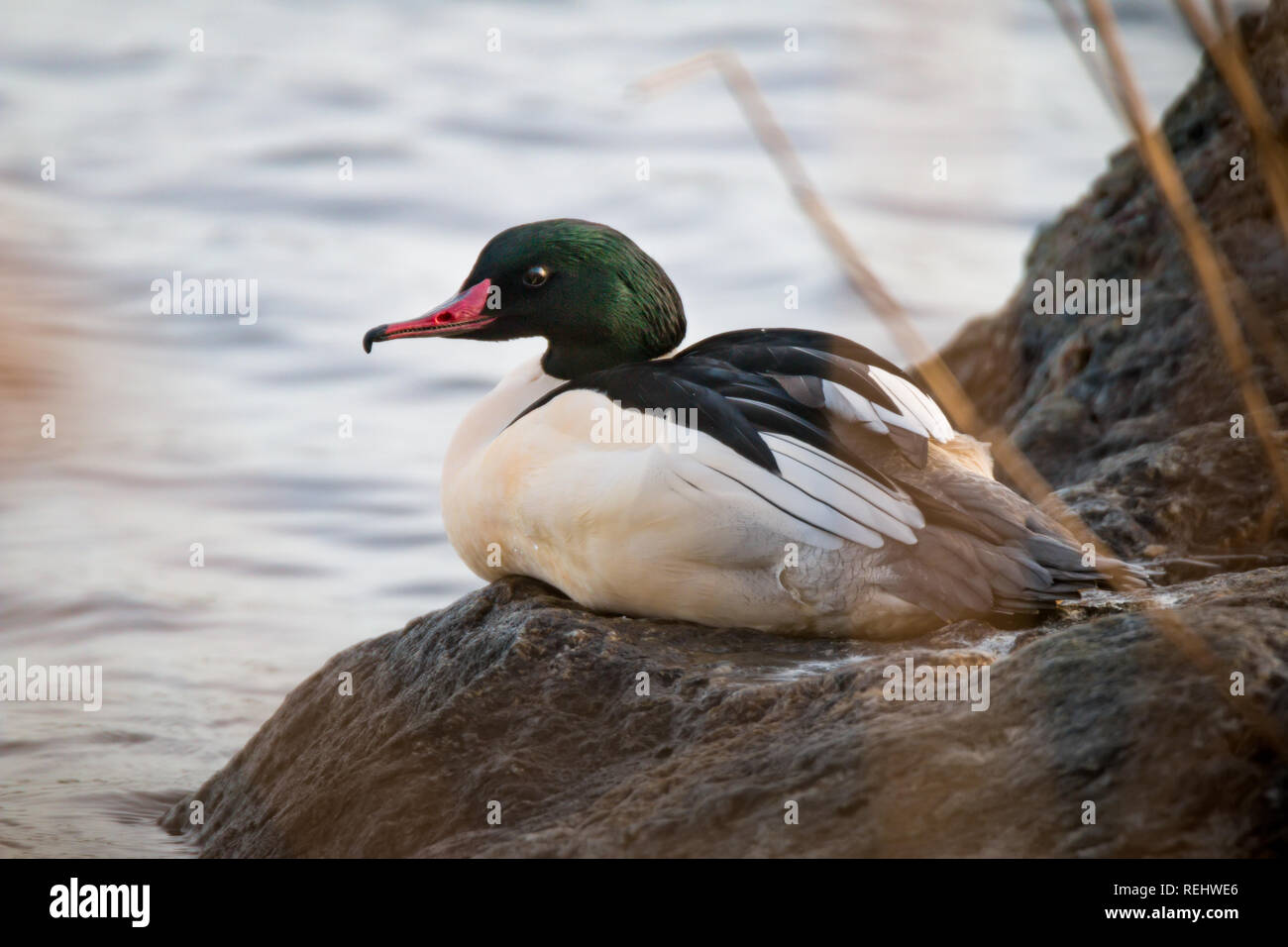 Elegante e bella merganser maschio in inverno Foto Stock