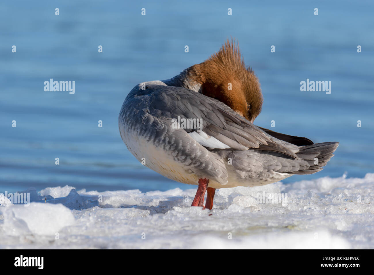 Bella merganser femmina in Swan su di una bella giornata invernale Foto Stock