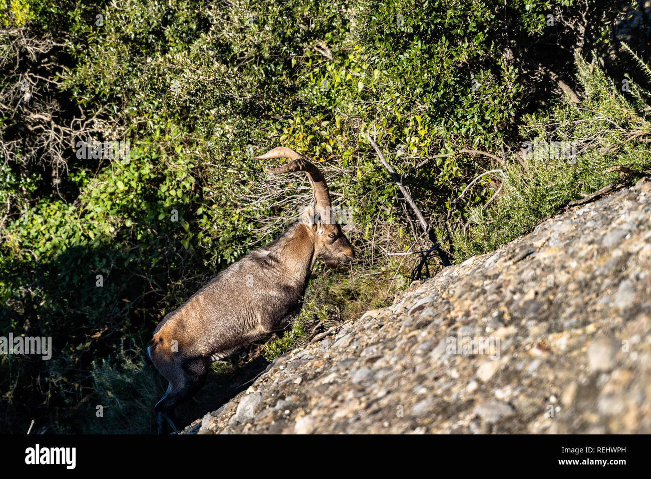 Maschio spagnolo capre di montagna in montagna di Montserrat, Barcellona. Alpine Ibex Foto Stock