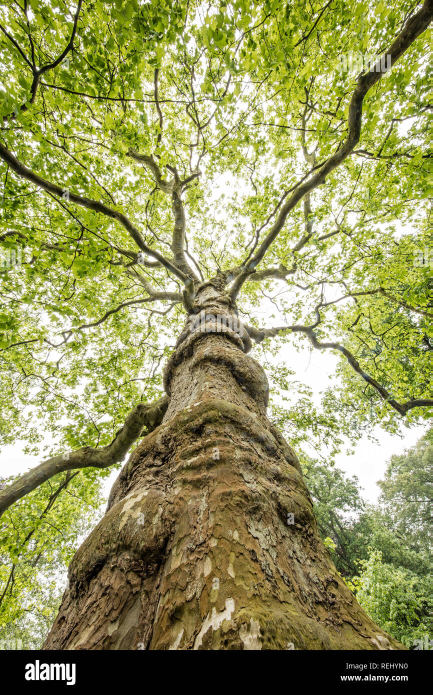 Platan tree (Platanus). Bantam tenuta rurale. 'S-Gravelandse Buitenplaatsen, 's-Graveland, Paesi Bassi. Foto Stock