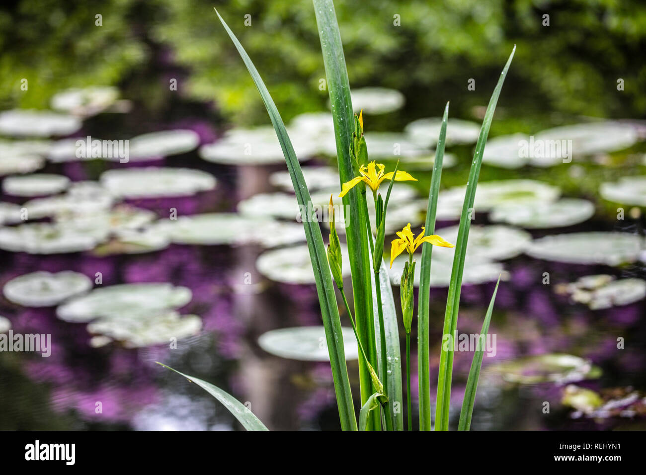 Fioritura giallo (Iris Iris pseudacorus). Bantam tenuta rurale. 'S-Gravelandse Buitenplaatsen, 's-Graveland, Paesi Bassi. Foto Stock