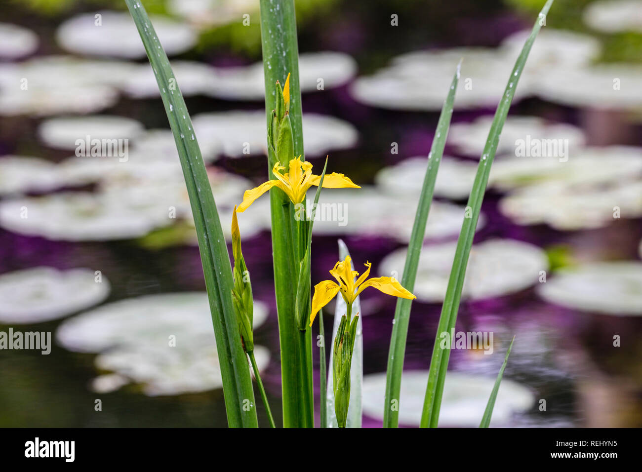 Fioritura giallo (Iris Iris pseudacorus). Bantam tenuta rurale. 'S-Gravelandse Buitenplaatsen, 's-Graveland, Paesi Bassi. Foto Stock