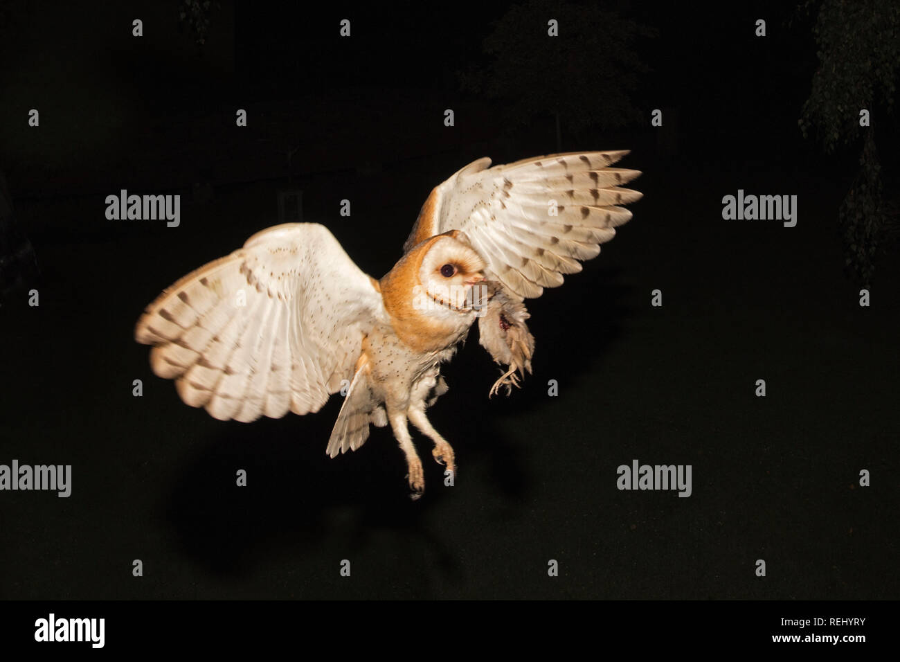Il barbagianni (Tyto alba) con la preda (piccolo uccello) per i pulcini nel nido. Station wagon e giardino di sculture De Zanderij, 's-Graveland, Paesi Bassi. Foto Stock