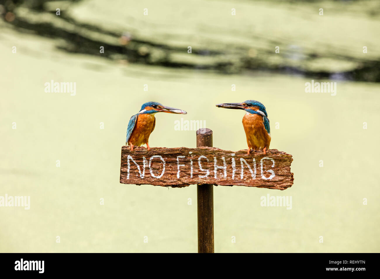 Il Martin pescatore comune (Alcedo atthis) con pesce sul segno dicendo no alla pesca. Maschio (a destra) e femmina (sinistra). Immagine composta. Uso concettuale soltanto. 'S-Grav Foto Stock