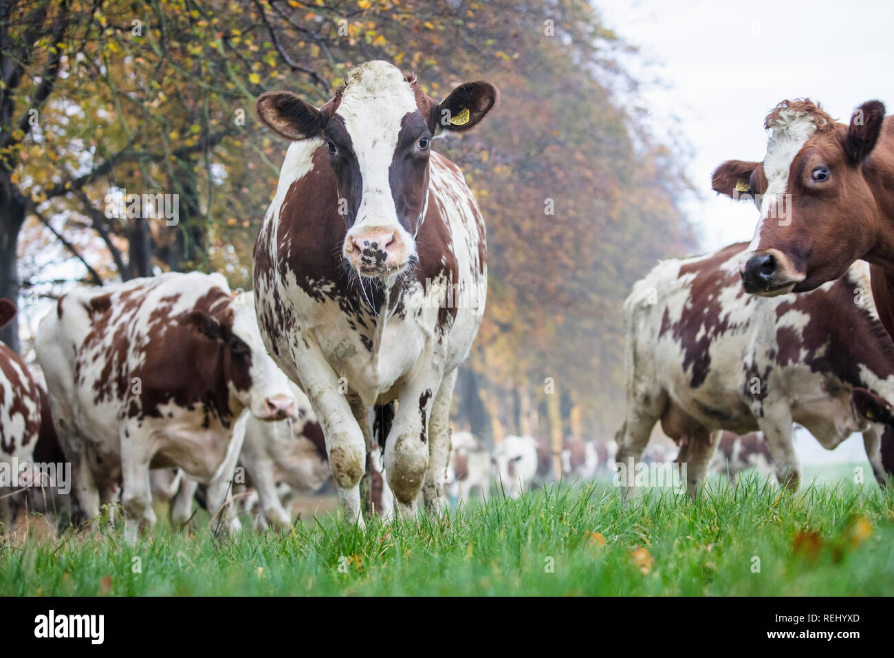 I Paesi Bassi, 's-Graveland, 's-Gravelandse Buitenplaatsen. Rurale Spanderswoud station wagon. Vacche da latte. Foto Stock