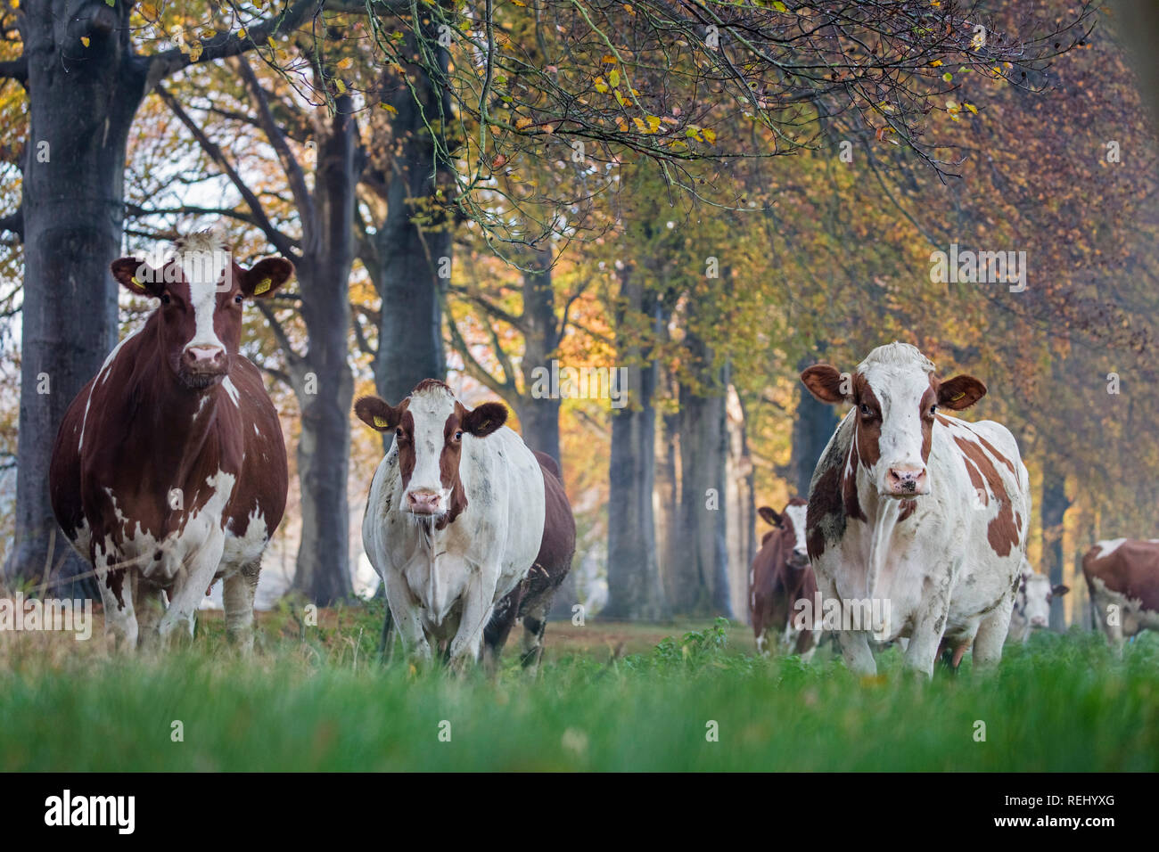 I Paesi Bassi, 's-Graveland, 's-Gravelandse Buitenplaatsen. Rurale Spanderswoud station wagon. Vacche da latte. Foto Stock