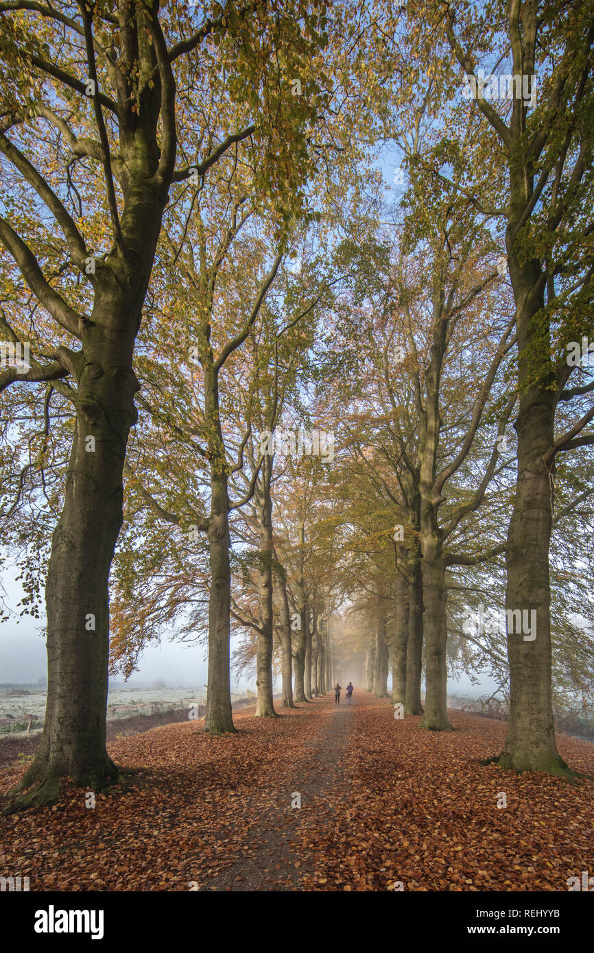 I Paesi Bassi, 's-Graveland, 's-Gravelandse Buitenplaatsen. Rurale Boekesteyn station wagon. Colori dell'autunno. Le donne a fare jogging nel beech lane. Foto Stock