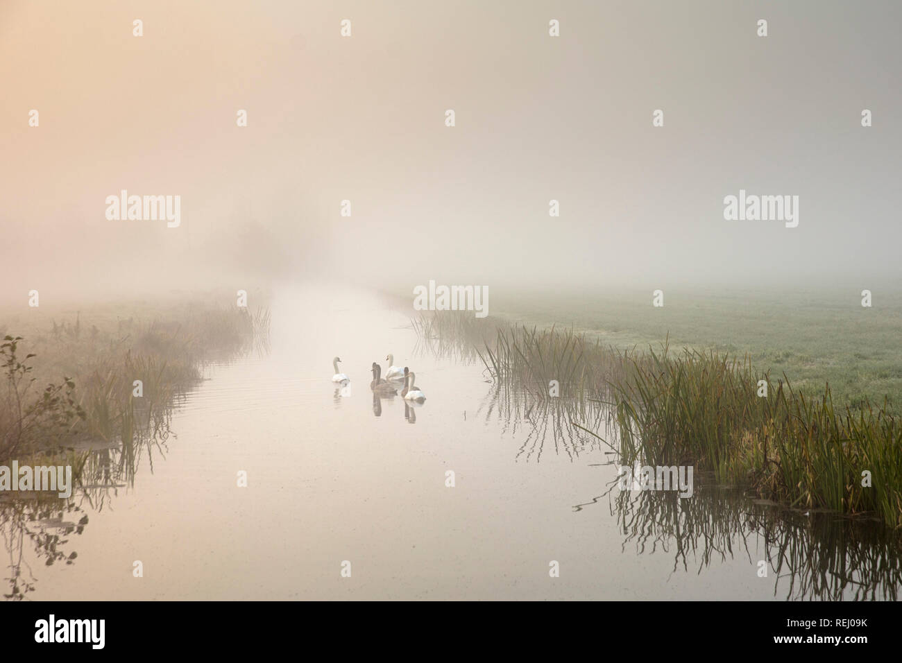 I Paesi Bassi, la Meije, cigni famiglia nella nebbia di mattina. Foto Stock