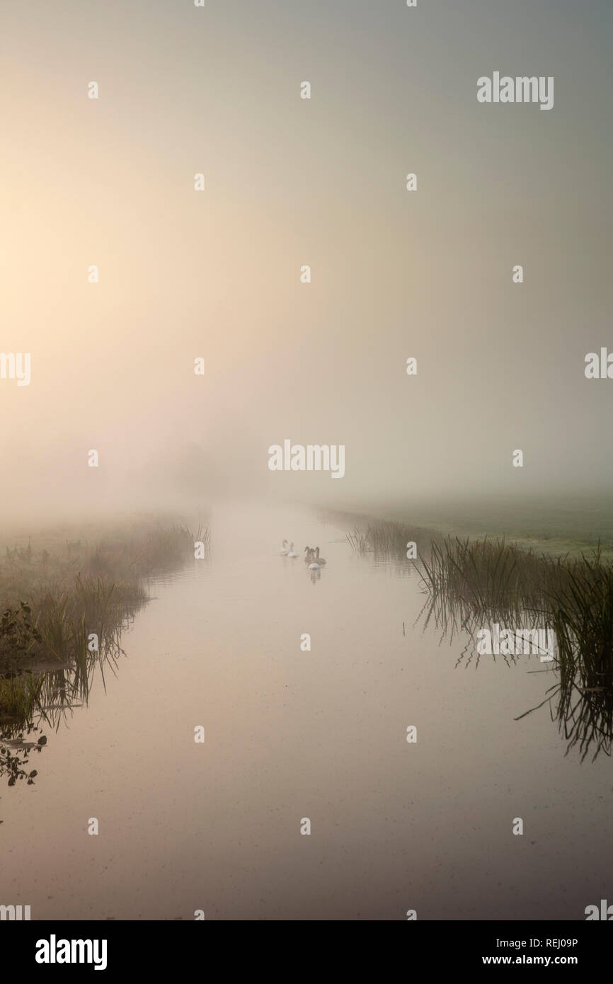 I Paesi Bassi, la Meije, cigni famiglia nella nebbia di mattina. Foto Stock