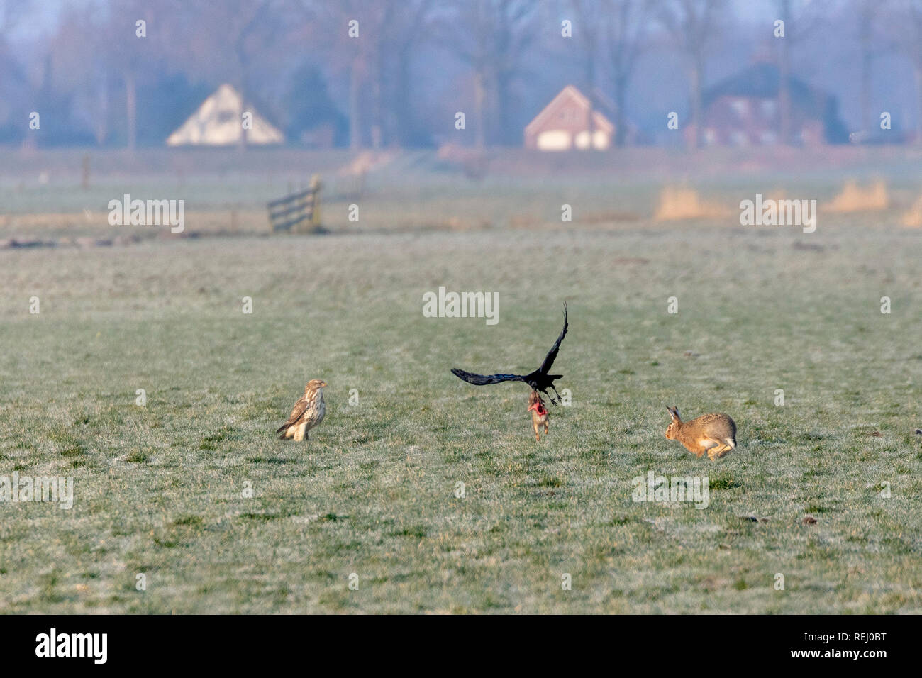 I Paesi Bassi, Eemnes, Eem polder, Eempolder. Un corvo vola con la carcassa di una lepre giovane, dopo aver rubato, da la poiana. Foto Stock