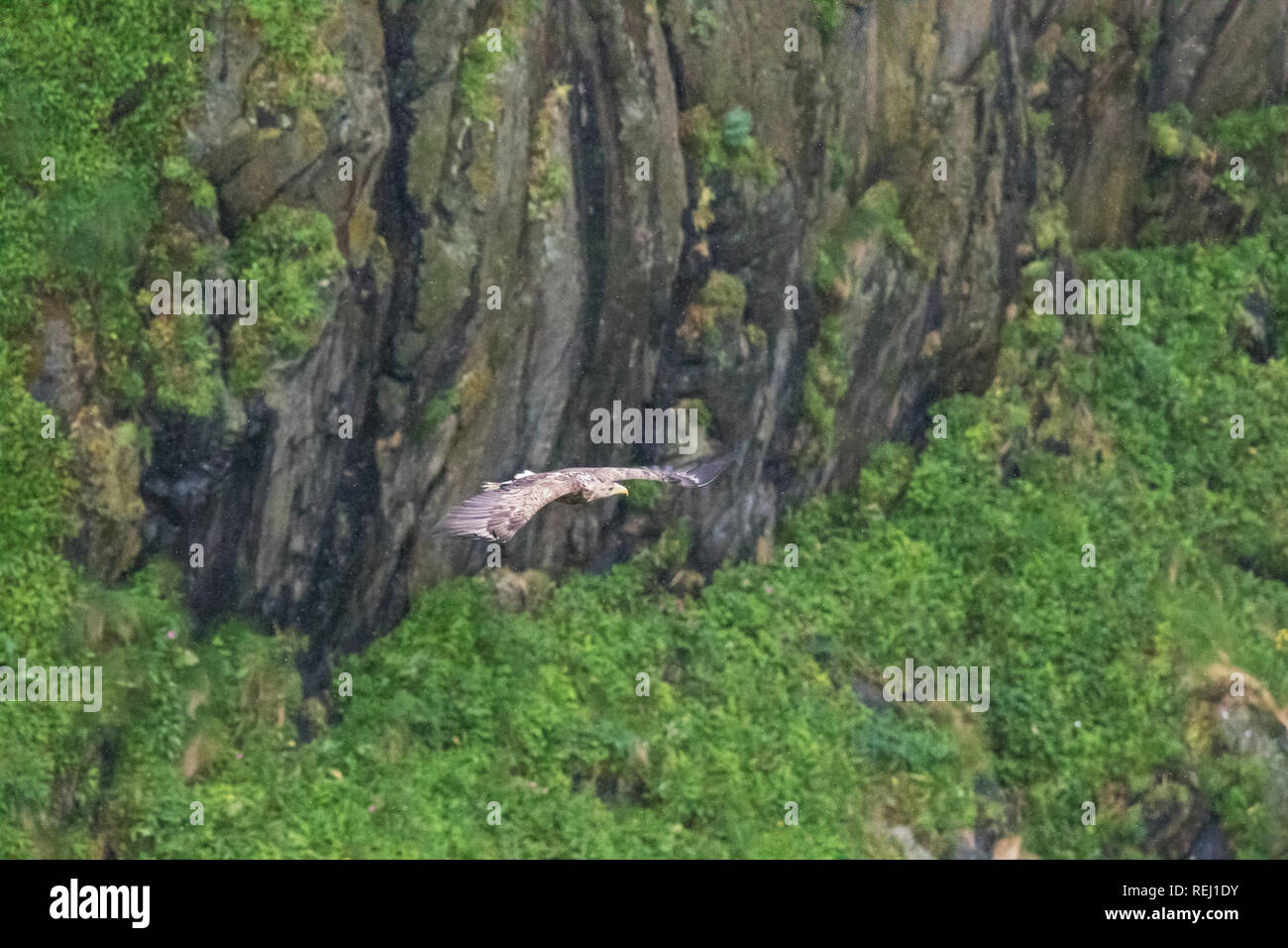 White-tailed eagle battenti con piena apertura alare sotto la pioggia a Runde Island. Le goccioline vengono visualizzati come whits specs. Foto Stock