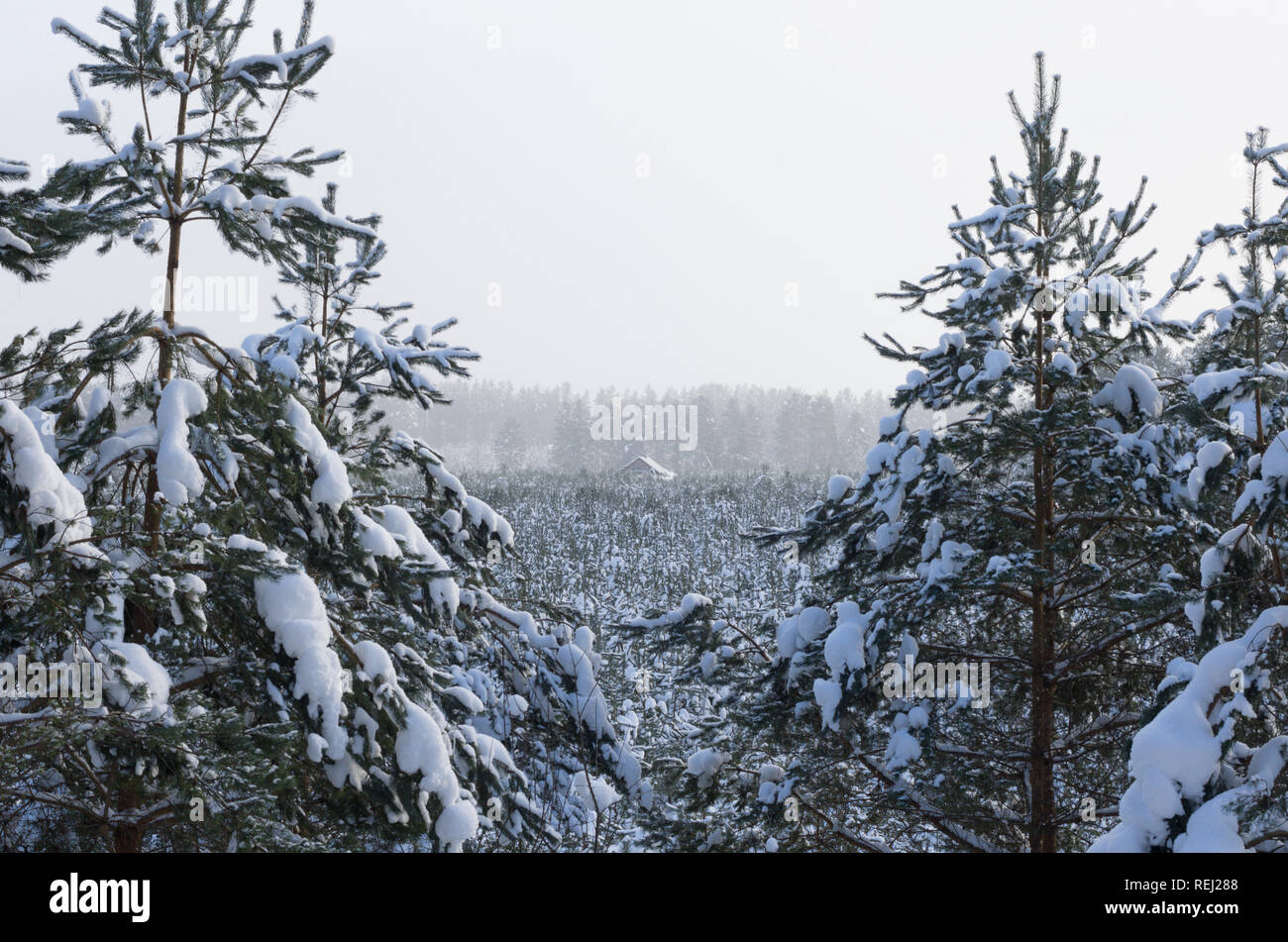 Inverno bellissimo paesaggio con una casa isolata nella distanza tra le foreste di abete rosso nel bianco della neve durante la nevicata Foto Stock