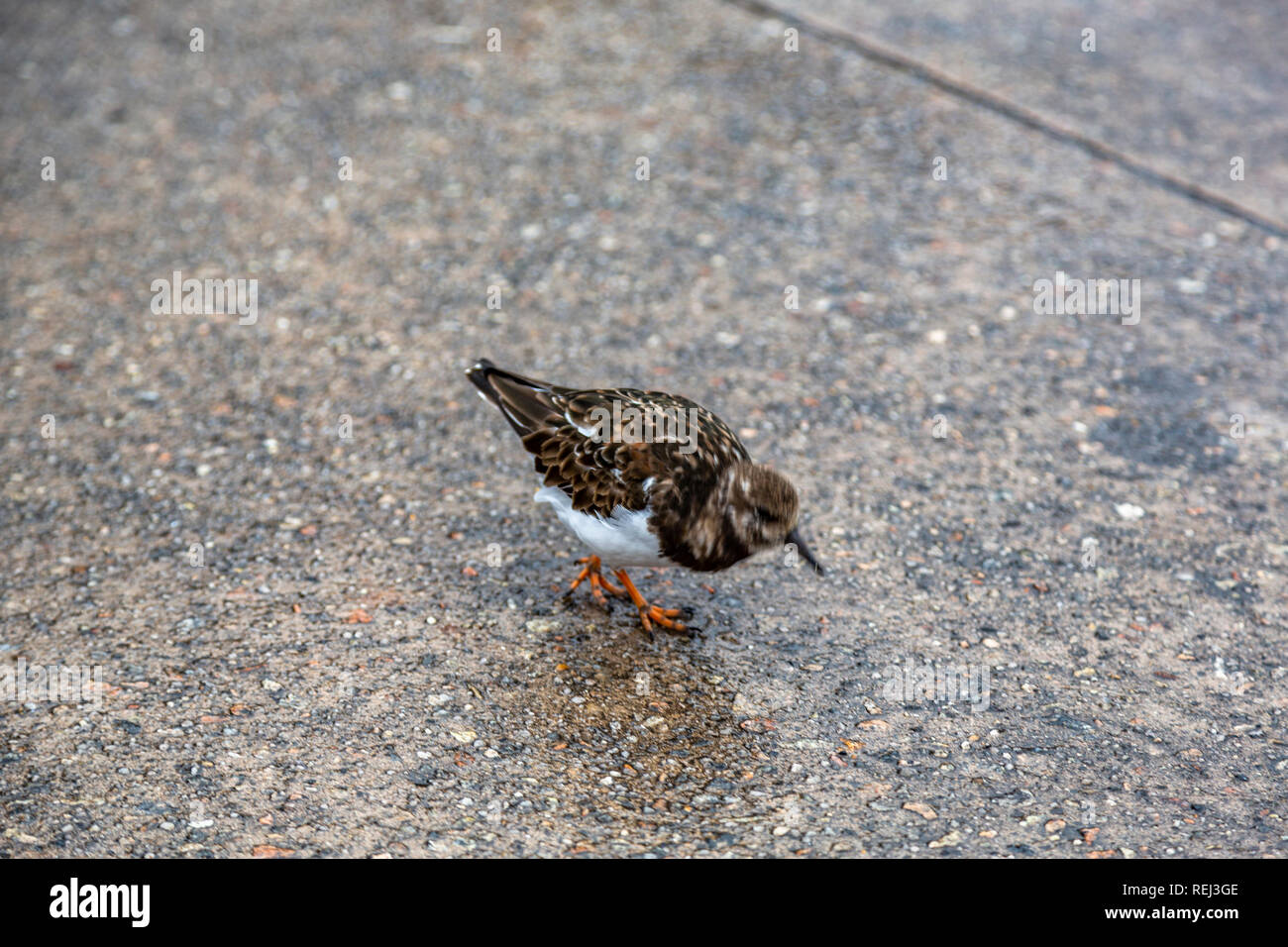 Sandpiper cercando di dispense sul porto a Brixham, Devon. Foto Stock