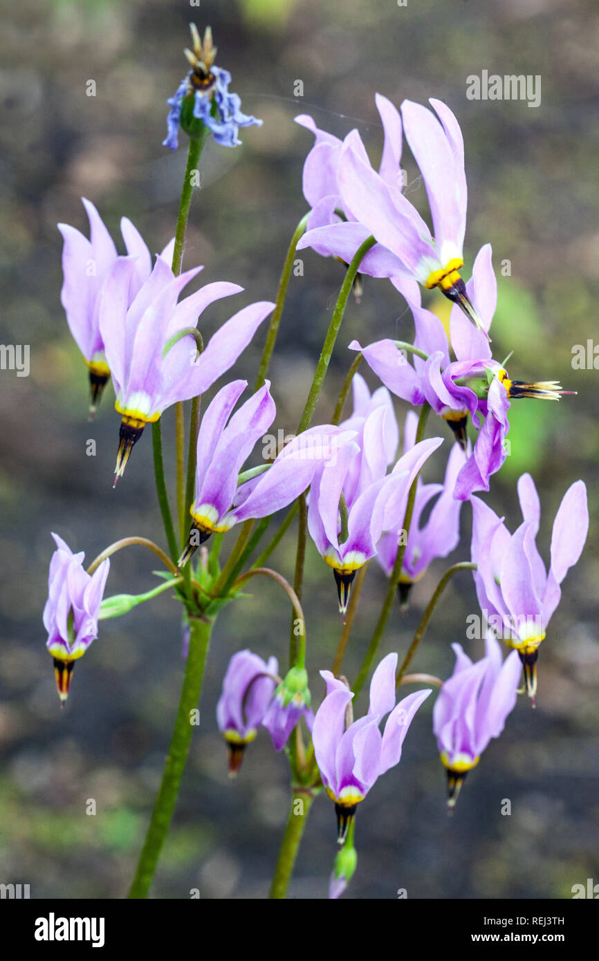 Shooting Star Dodecatheon meadia Foto Stock