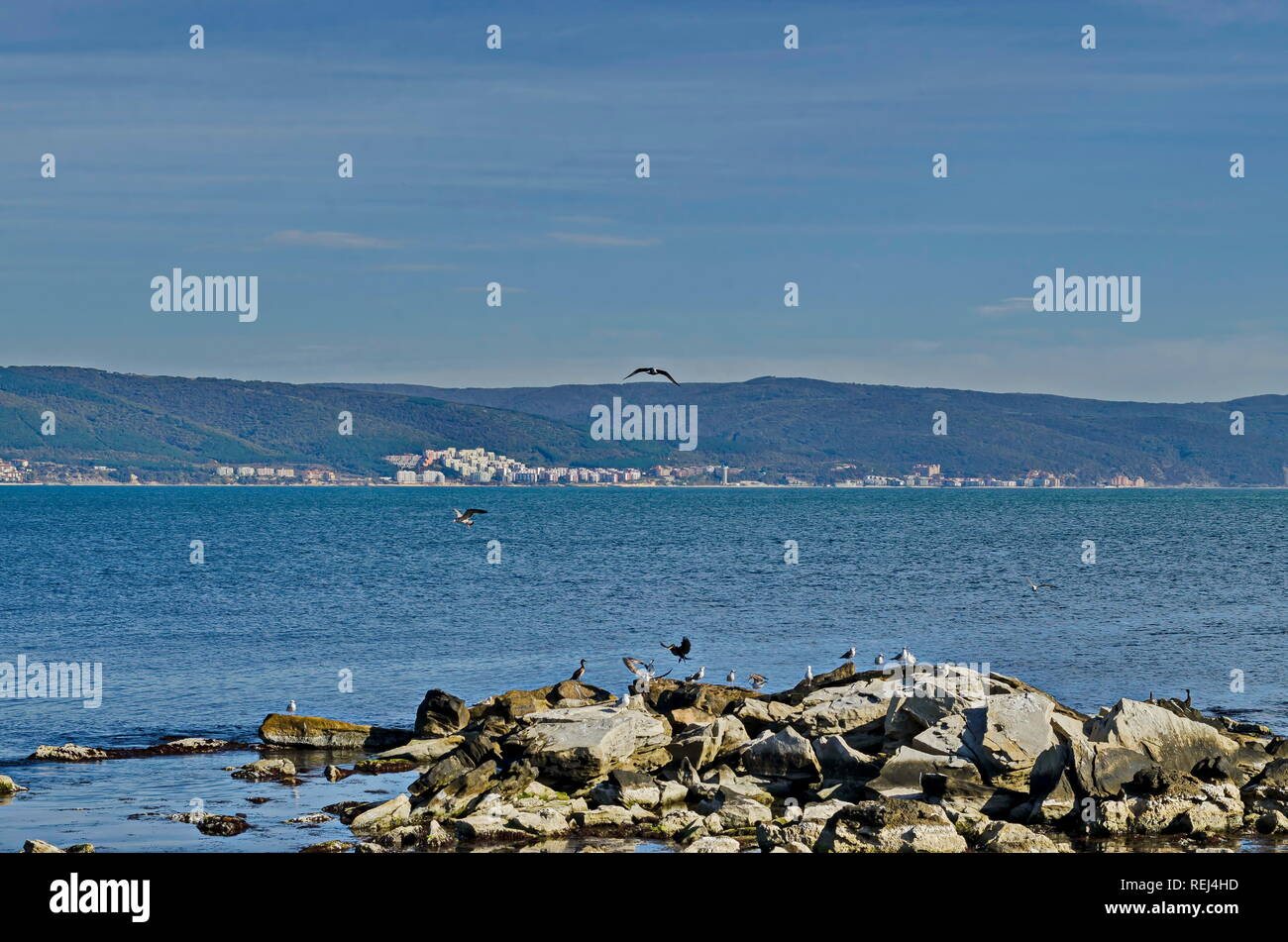 Seascape di nebbia di mattina Mare Nero con argento i gabbiani o Larus argentatus e il cormorano nero in volo e relax sulla costa vicino alla antica città Nesse Foto Stock