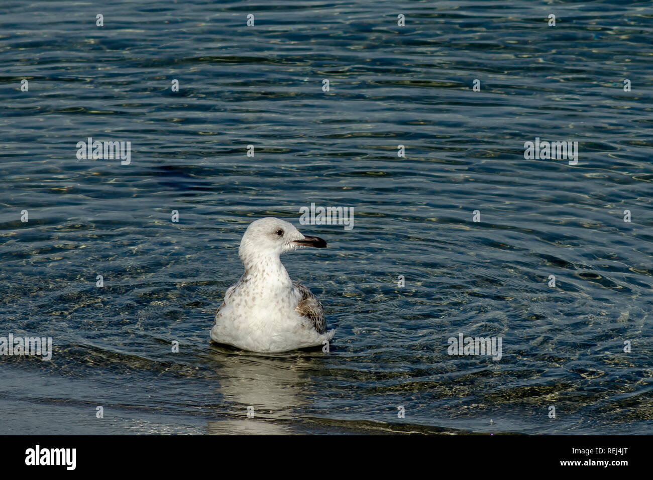 Bianco Argento gabbiani o Larus argentatus nuoto sul Mar Nero vicino alla città di Nessebar, Bulgaria, Europa Foto Stock