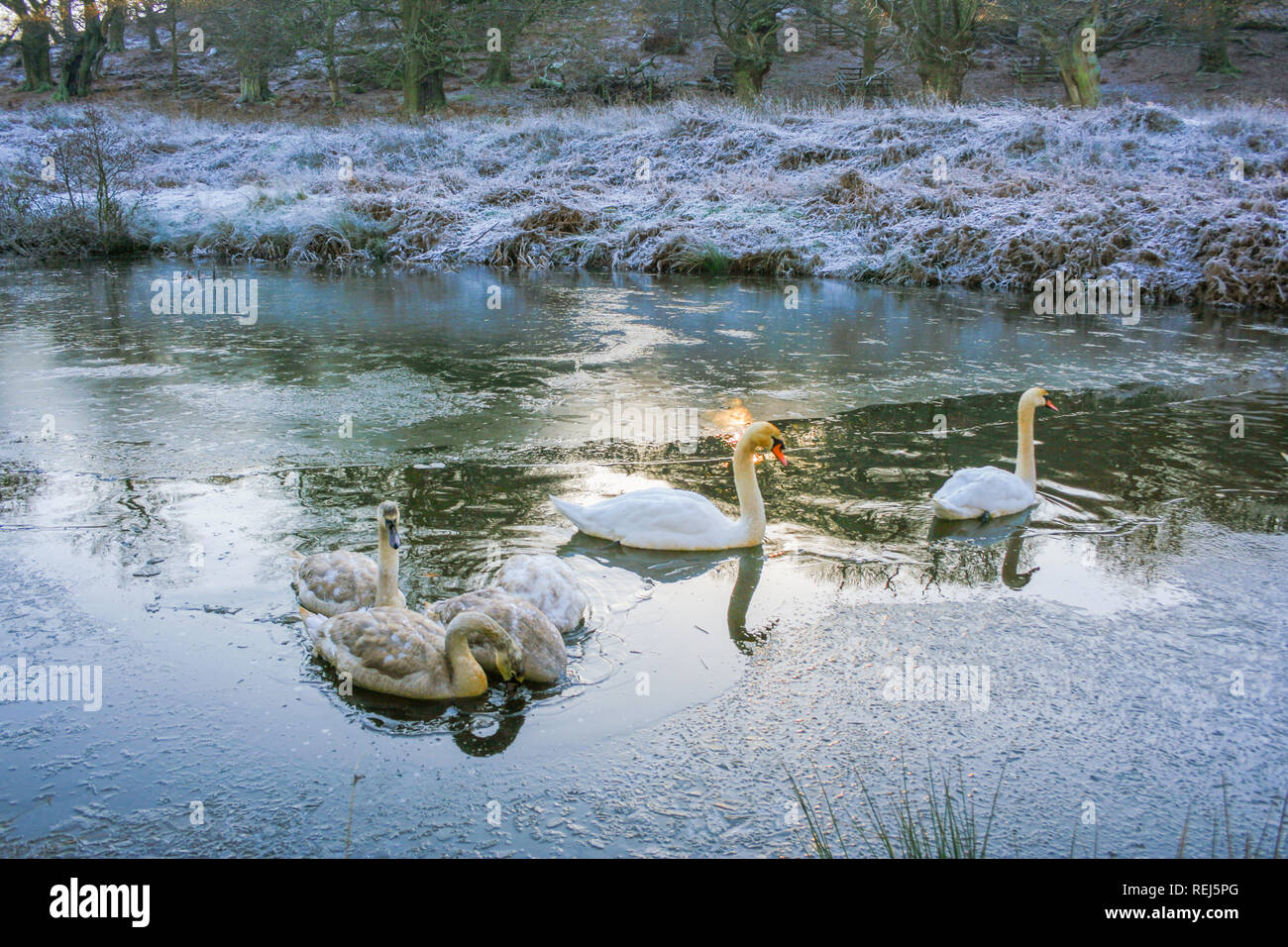 Frosty mattina inverno scena di Glenfield Lodge Park vicino a Leicester, Leicestershire, Regno Unito Foto Stock