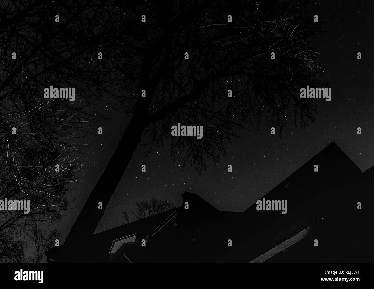 Starlight attraverso gli alberi Foto Stock