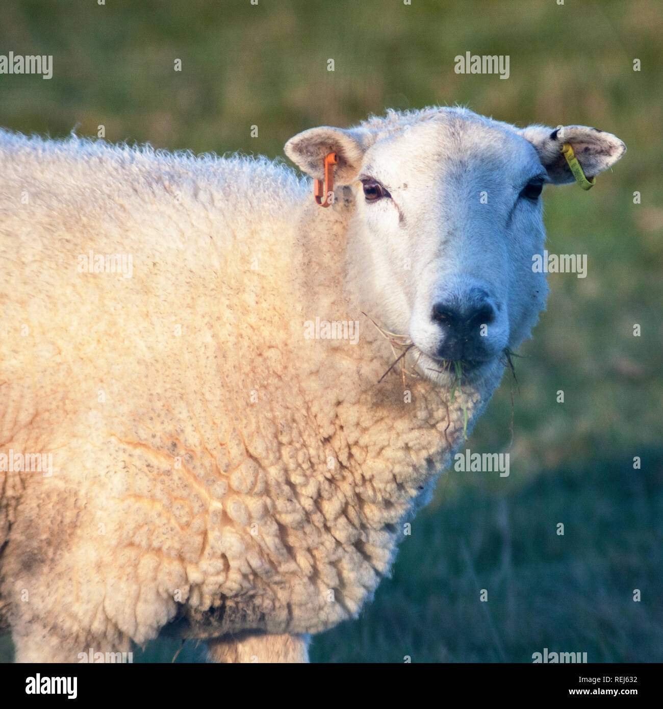 Pecora di pecora con orecchie tagged masticare erba guardando la fotocamera Foto Stock